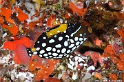 Balistoides conspicillum juv -Maldives Bathalaa thila-14m-20240423-da-DSC_6000_tn
